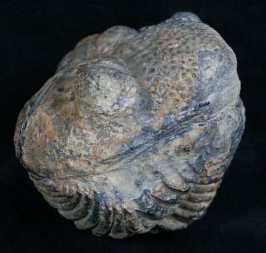 Bargain Enrolled Drotops Trilobite - Around #7949